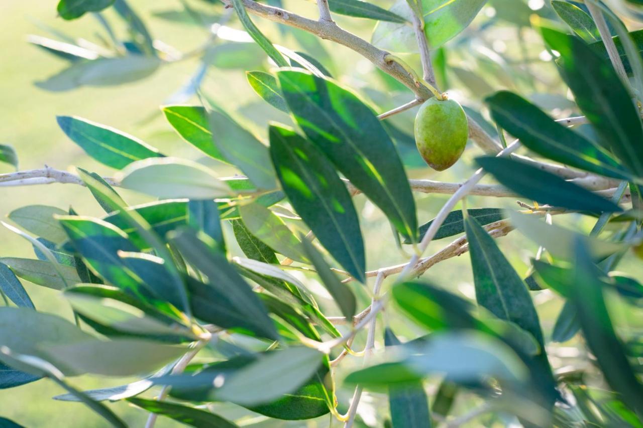 Agriturismo Terre Di Castiglione Кастильоне дела Пеская Екстериор снимка